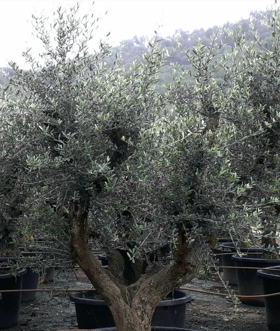 Importing olive trees | Olive Tree Hunters