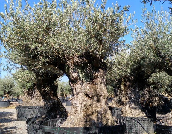 Olea Europaea 272 olivo centenario caso 2