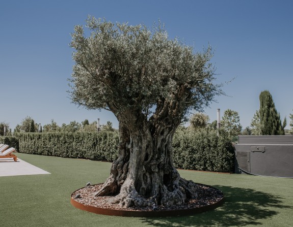 Olea Europaea 246 olivo centenario caso 3