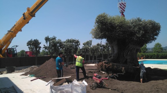 Plantación Plantación