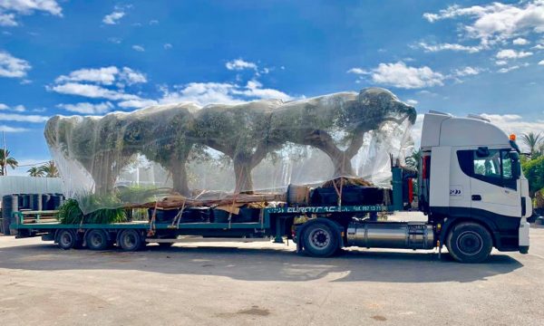 Olea Europaea 224 Olea Europaea 224