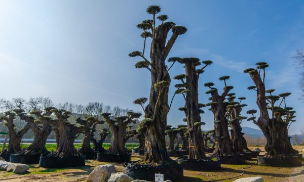 Olea Europaea 153 Olea Europaea 153