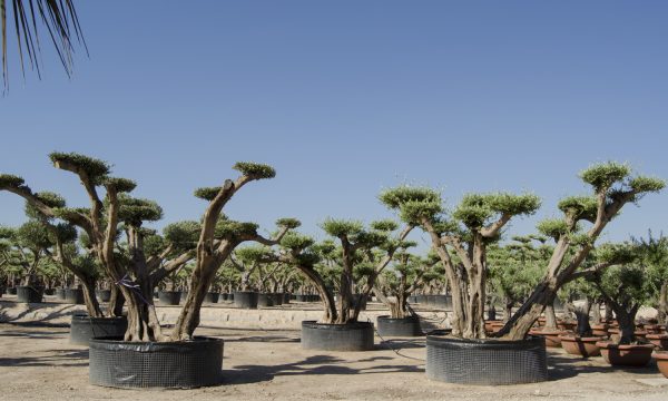 Olea Europaea 163 Olea Europaea 163