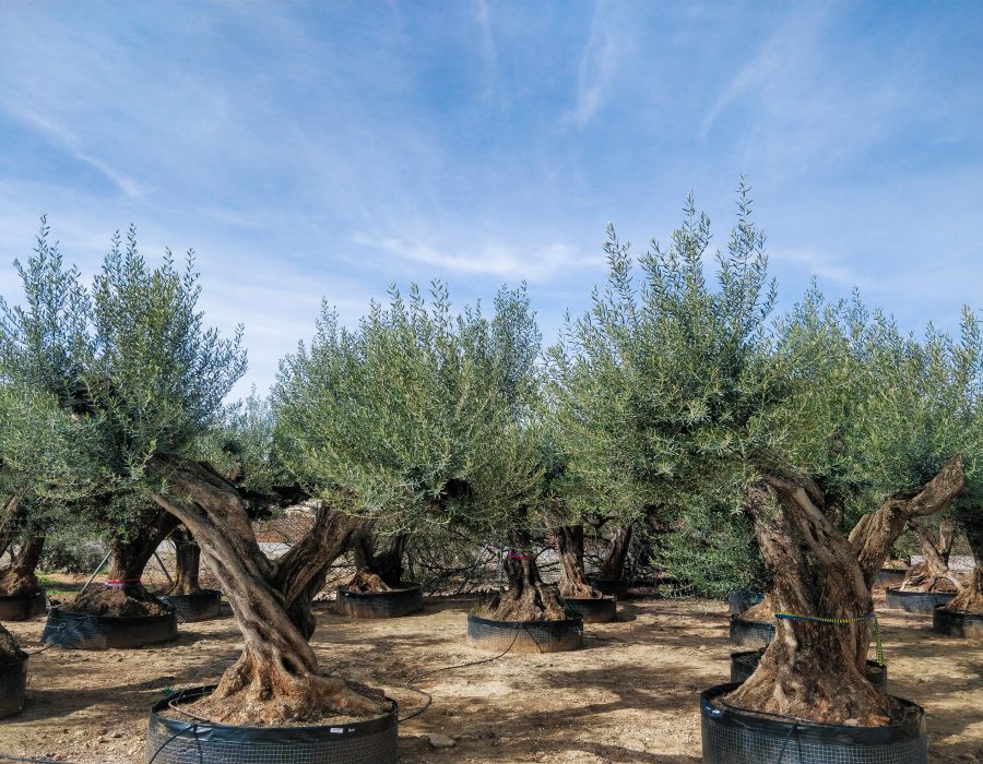 Olea Europaea 30 Olea Europaea 30
